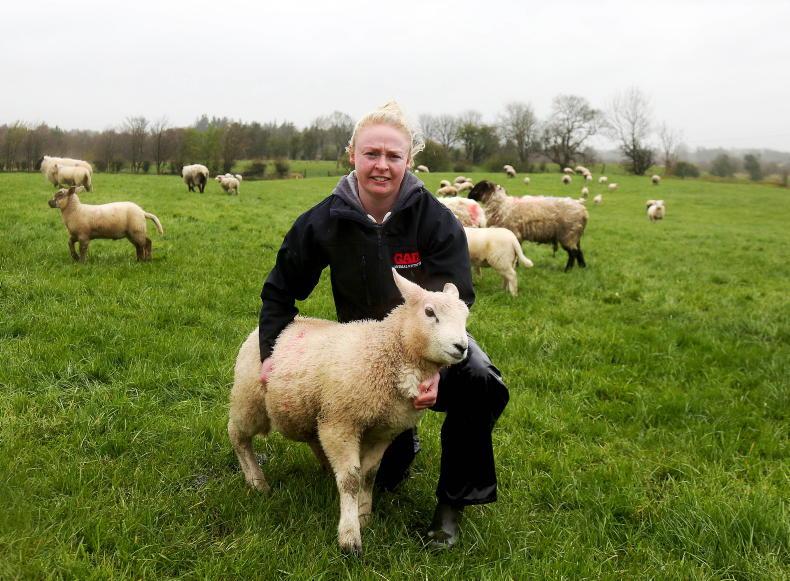 My Farming Week: Tara Tully, Briarfort, Williamstown, Co Galway - Vimarsana News