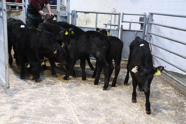 Using the DBI to breed better beef. - Vimarsana News