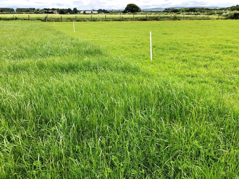 The Grass Week: normality resumes in grazing - Vimarsana News