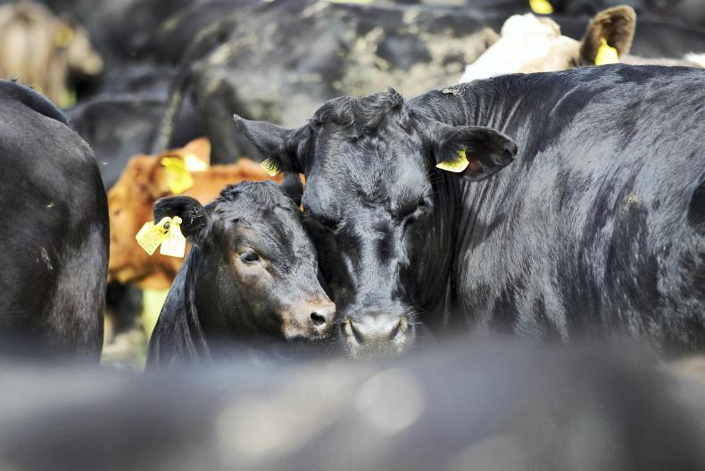 High-star cows produce more €1,000 weanlings - Vimarsana News