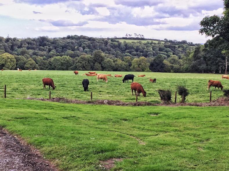 Devenish's Dowth farm up for sale 08 April 2023 Free - Vimarsana News