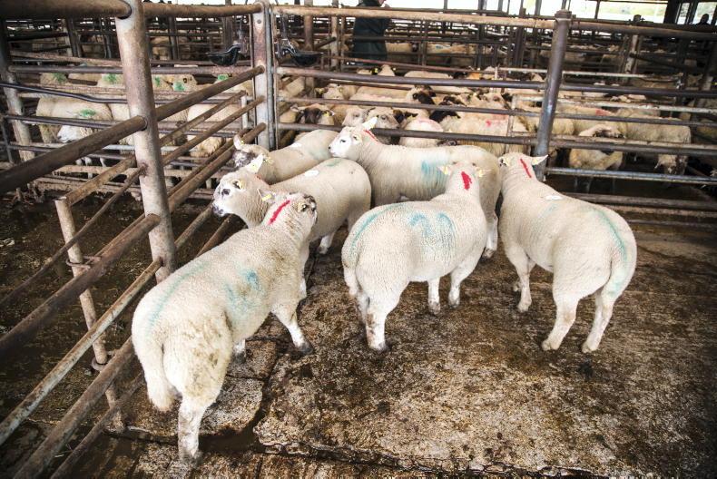 Sheep mart prices: hoggets up €2 to €4 per head, lambs €2 to €5 - Vimarsana News
