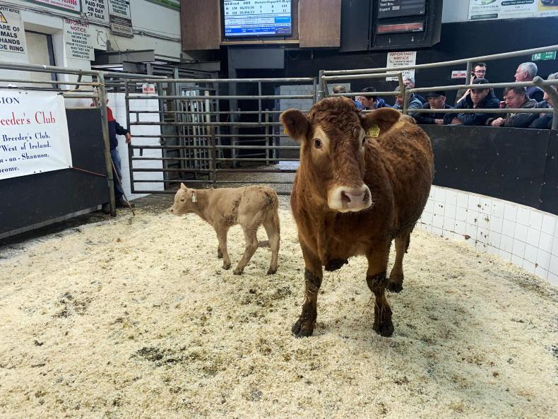 Light cattle in demand in Elphin - Vimarsana News