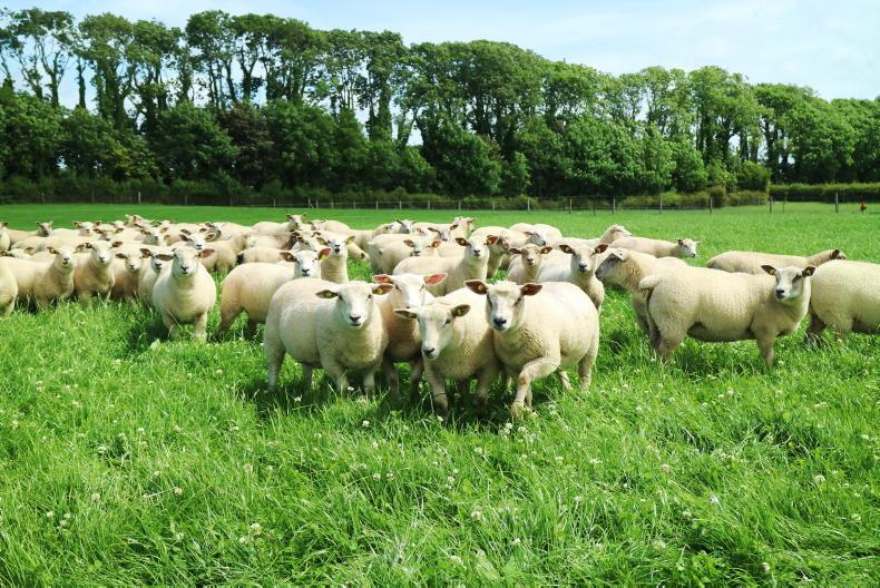 Timely tips on clover management Free