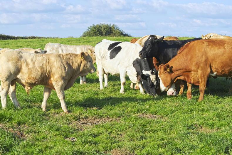 Academics say production of meat must be protected - Vimarsana News