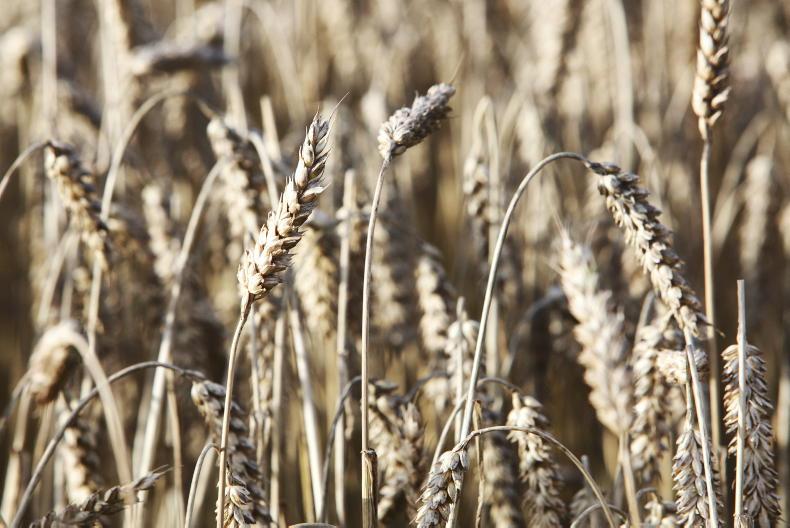 Cereal and rapeseed yields forecast up in Europe - Vimarsana News