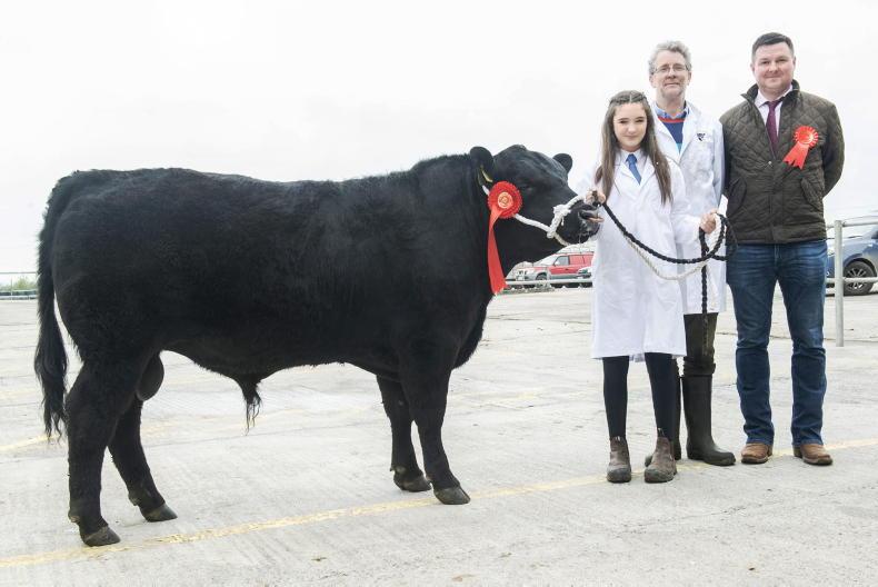 Ulrika and Underdog battle for the top spot in Kilmallock - Vimarsana News