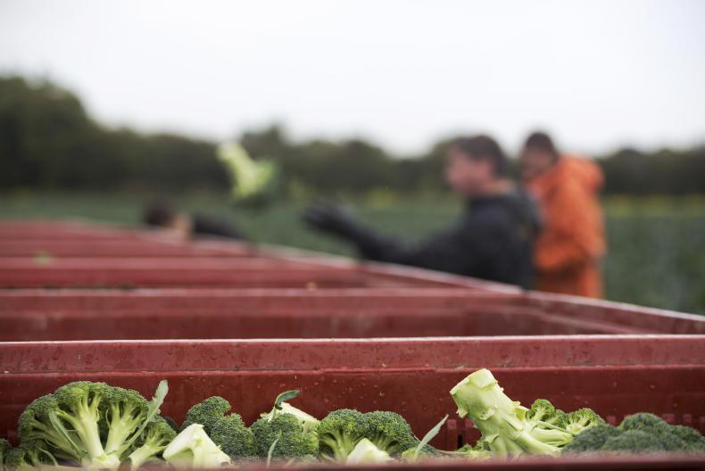 Vegetable shortage likely come June, IFA warns Premium