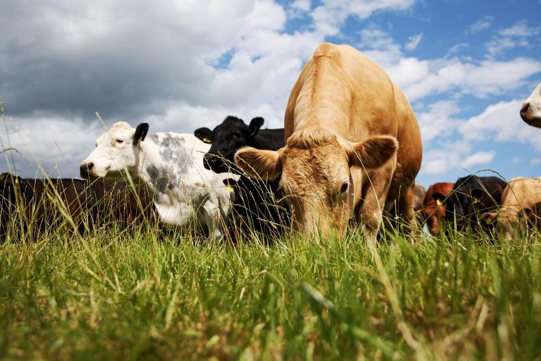 Beef Management: silage budgets, worm control and SCEP - Vimarsana News