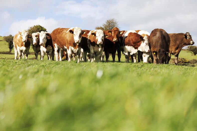 Grass poised to take off on drystock farms - Vimarsana News