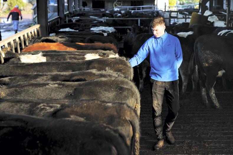 Agri jobs: assistant farm manager job for €30,000 in Cork - Vimarsana News