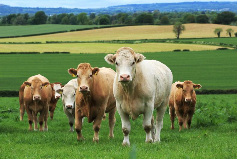 March cattle kill back almost 5% on 2022 - Vimarsana News