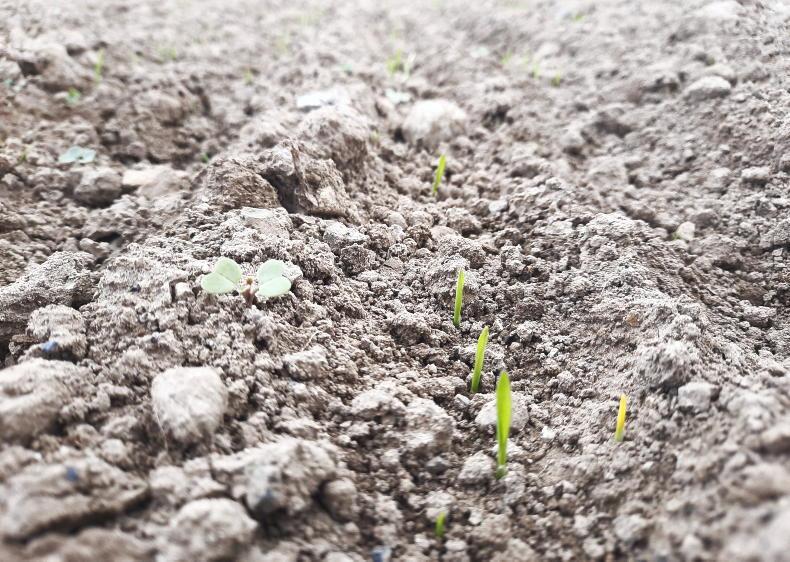 Keep an eye on nitrogen rates on tillage crops - Vimarsana News