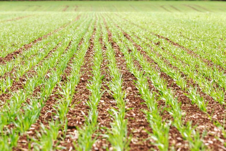 Tillage Management: chocolate spot needs to be kept under control - Vimarsana News