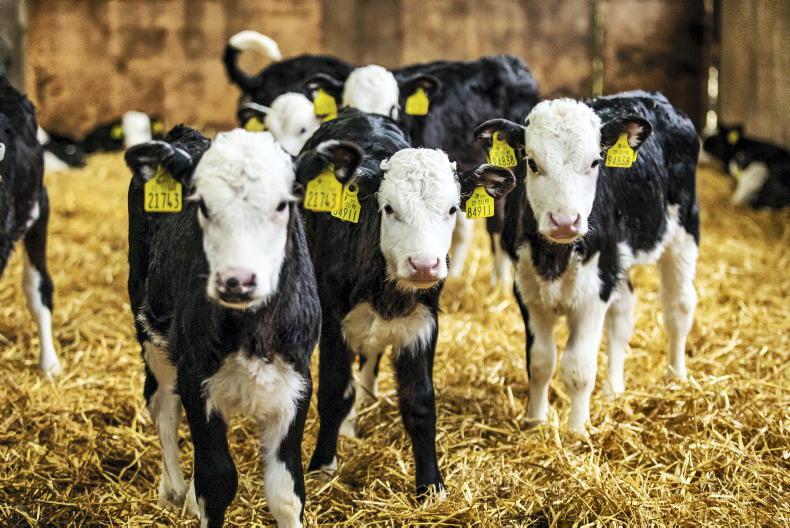 THRIVE: When can I wean dairy beef calves? - Vimarsana News