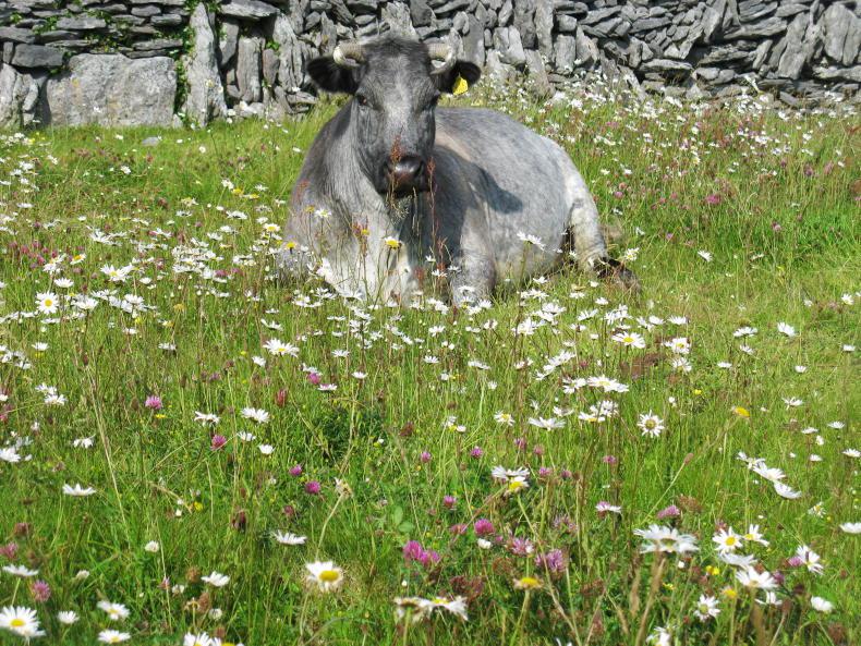 Project officers wanted to manage machair land in the west