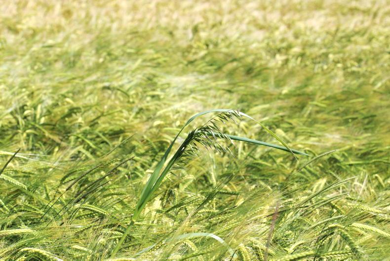 Crops event: grass weed stand to show what's working and what's not 18 June 2023 Free - Vimarsana News