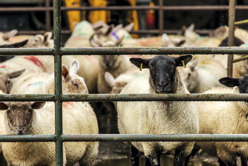 Sheep factories have 'serious questions to answer' - IFA 19 May 2023 Free - Vimarsana News