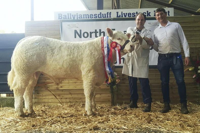 Toby takes all at NECC 'Rising Stars Calf Show' in Ballyjamesduff - Vimarsana News
