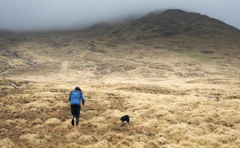 Farm payments average €3,100 in Wild Atlantic Nature project