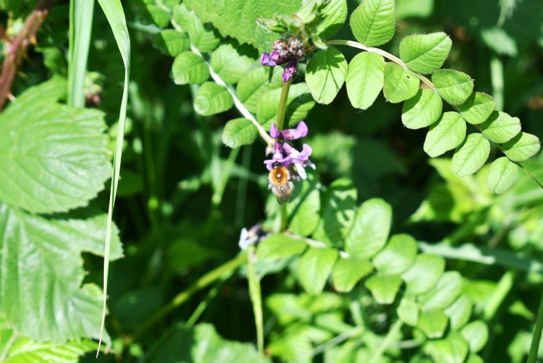 A Week in the Country: novel gap filler, bush vetch and exam tips - Vimarsana News