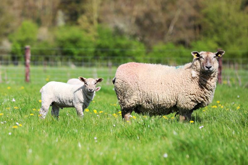 First organic monitor farm programme walk to take place next week Free
