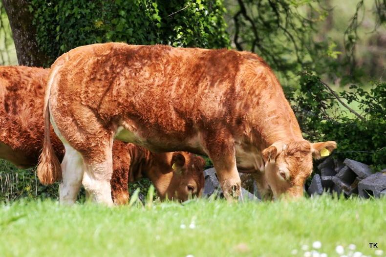 A great weekend for Gerrygullinane Limousin - Vimarsana News
