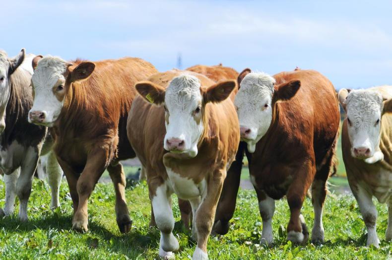 Rise in fly activity posing summer mastitis risk - Vimarsana News