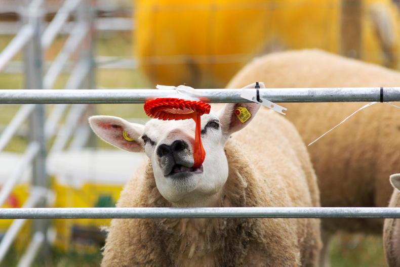 Breeding extravaganza with over 800 sheep on display - Vimarsana News