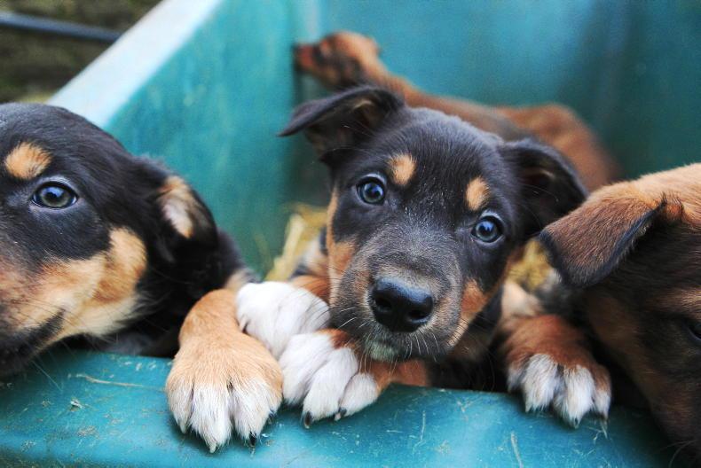 'Pandemic puppies' described as threat to UK sheep 07 June 2023 Free - Vimarsana News
