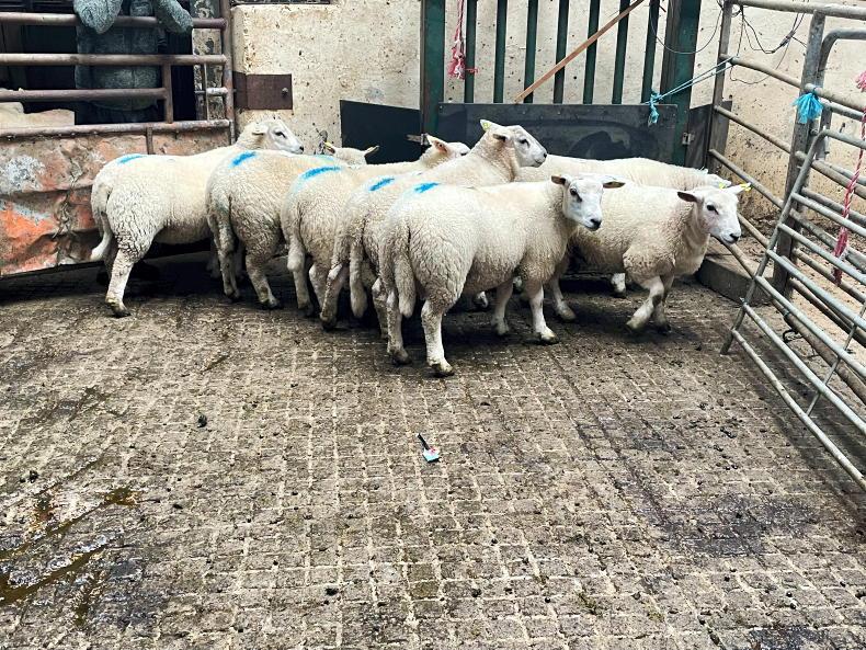 Sheep Management: marketing lambs, handling vaccines and blowfly strike - Vimarsana News