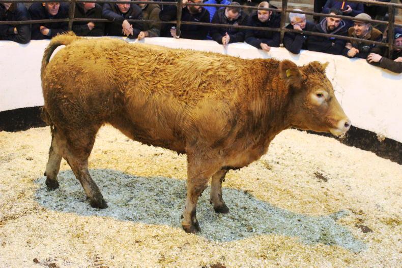 NI Trends: further cuts to prime cattle quotes; strong live trade for lambs - Vimarsana News