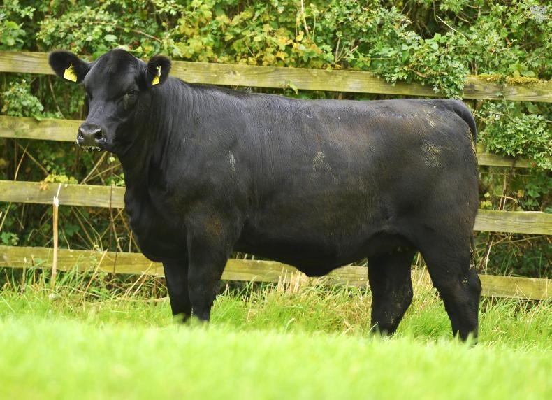 Heifer weanlings turning out in calf - where do I stand? - Vimarsana News