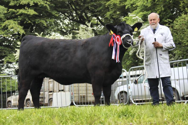 Mogeely Angus herd to cut numbers in major reduction sale - Vimarsana News