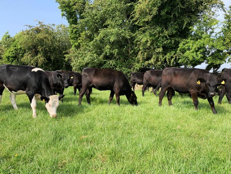 Thrive: dairy beef and sucklers combining well on Kildare farm - Vimarsana News