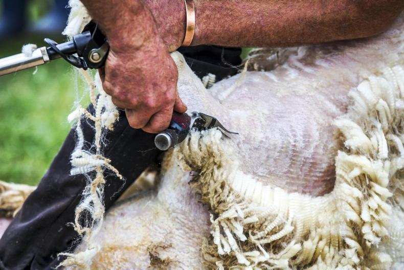 Sheep shearers 'flat to the mat' around the country - Vimarsana News