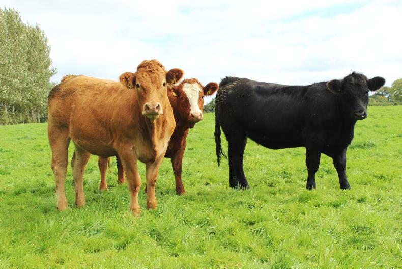 NI Trends: factories keep a lid on beef trade; higher prices for ram lambs - Vimarsana News