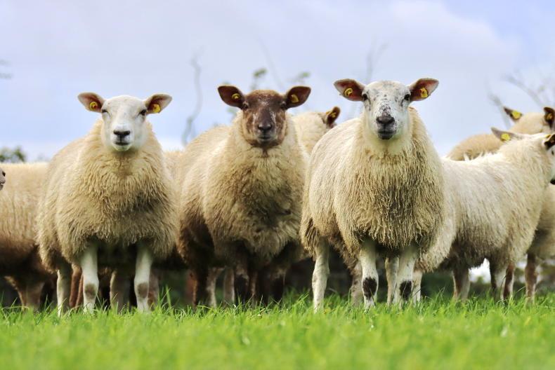 Sheep Management: grass supplies and sheep 2023 - Vimarsana News
