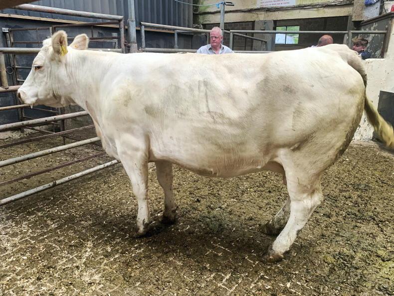 Cows top €2,120 in Carrigallen Mart