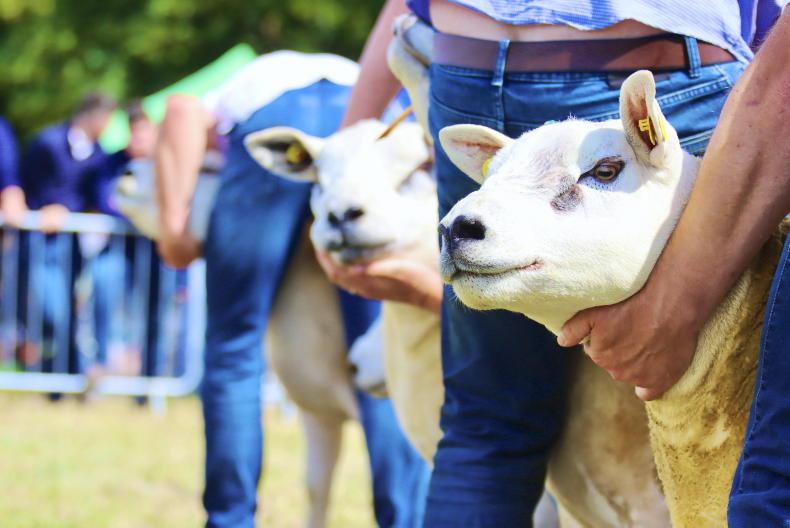 Pedigree: what's on in the world of pedigree 19 June 2023 Free - Vimarsana News