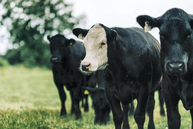 Beef Management: grass and worm explosion needs to be dealt with - Vimarsana News