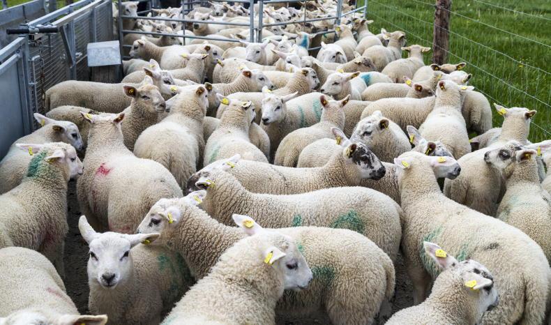Beware a higher risk of worm burdens - Vimarsana News