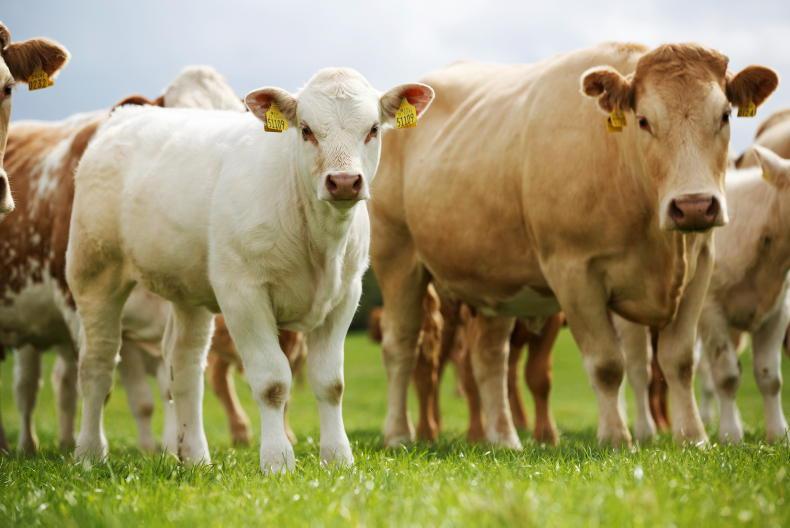 Beef Management Notes: Worm control and red water issues - Vimarsana News