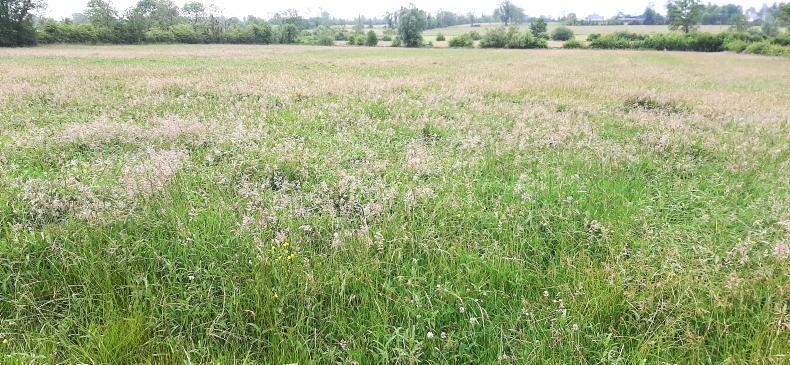 Mowing of grassland permitted in ACRES from 1 July - Vimarsana News