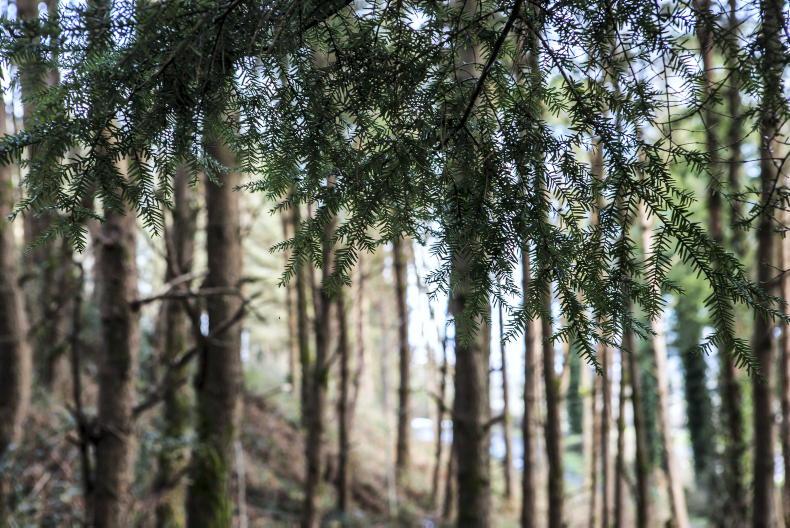Forestry grant schemes re-open in NI - Vimarsana News