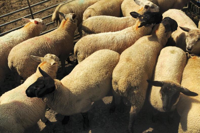 Sheep management: FECs, worming dogs, fodder budgets and TAMS deadlines - Vimarsana News