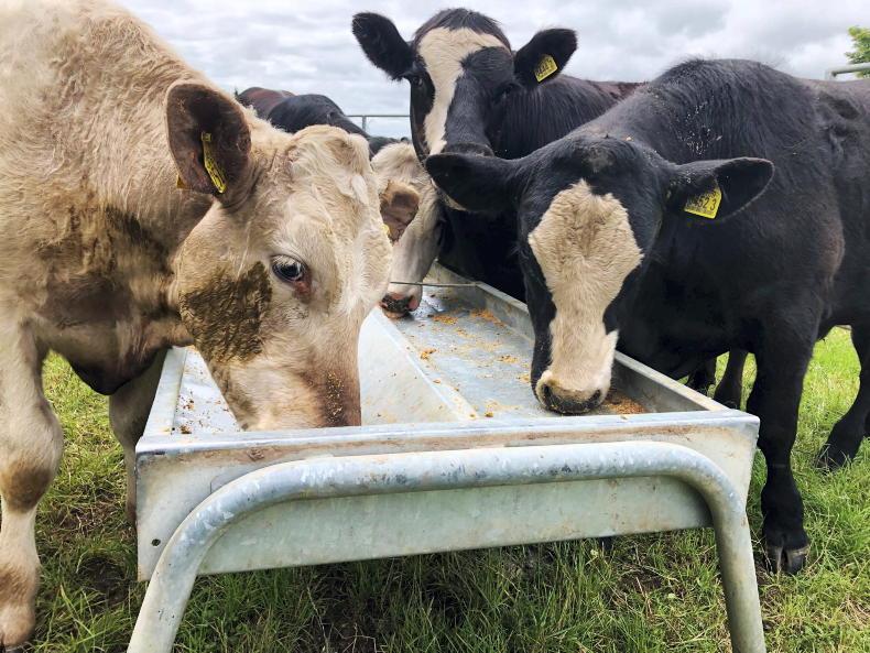 NI Trends: big variation in prime cattle prices; Lamb prices being slashed - Vimarsana News