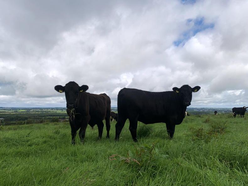 Finishing and milking in Roscommon