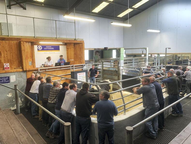 In pictures: Light bullocks see top prices in Kingscourt
