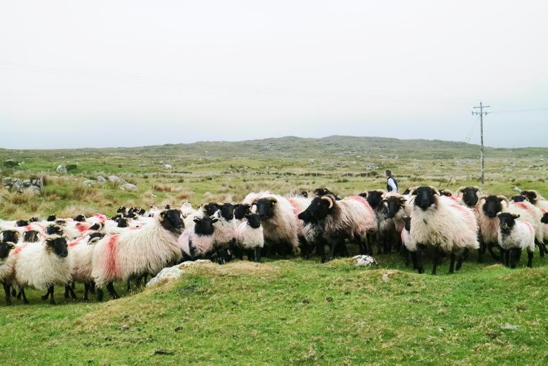 Summer time actions under the Sheep improvement Scheme - Vimarsana News